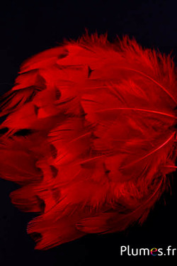Faisan de Colchide - blanchi - 5-11 cm - rouge